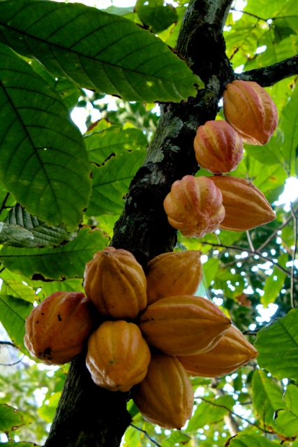 Cacao growing on a tree