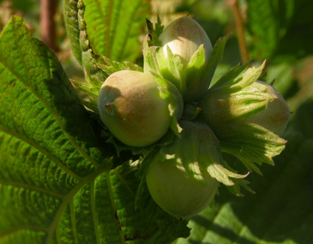 Hazelnuts growing on tree