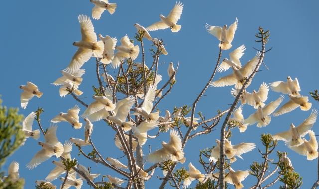 Little Corellas