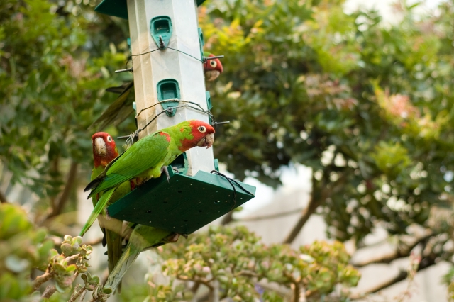 Red-masked Parakeet