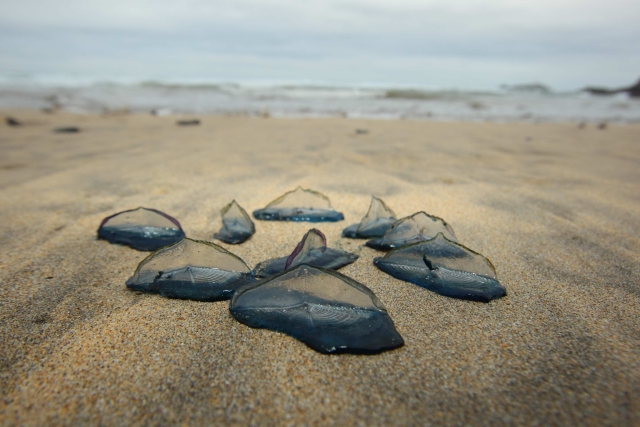 by-the-wind sailors on beach