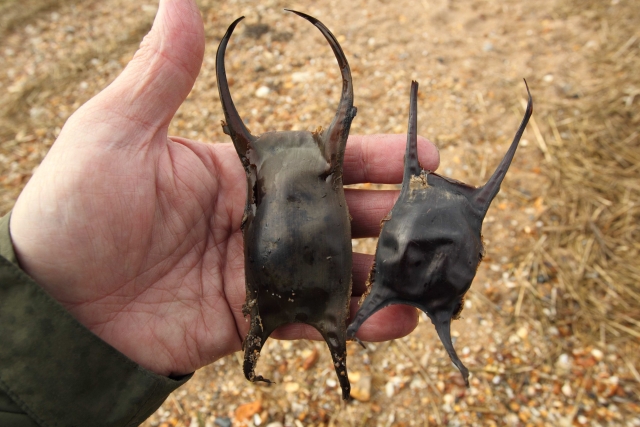 Hand holding mermaid's purses