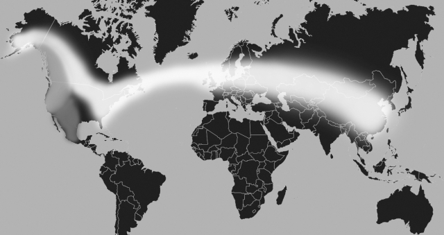 Map of the world with a highlighted area representing the possible spread of matsutake species.  The highlighted area roughly covers, from East to West: China and Mongolia in Eastern Asia and Central Asia; Eastern Europe, Western Europe; across the Atlantic Ocean; the East Coast of the United States; the Northeastern United States; Ontario, Manitoba, Saskatchewan, Alberta, and Yukon in Canada; and the state of Alaska. There is a less bright highlighted region that roughly covers, from North to South: Britis