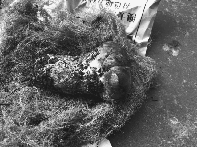 Photograph of a matsutake mushroom.