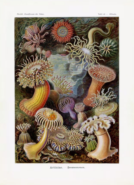 Sea anemones print.