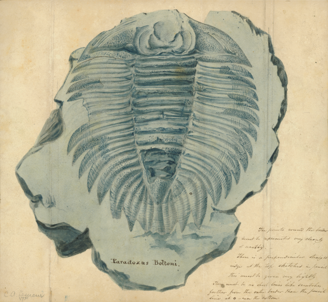 Trilobite illustration.